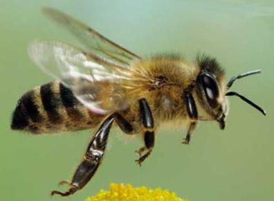 honey bee