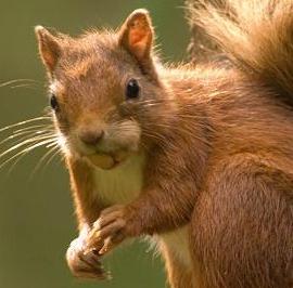 squirrel1